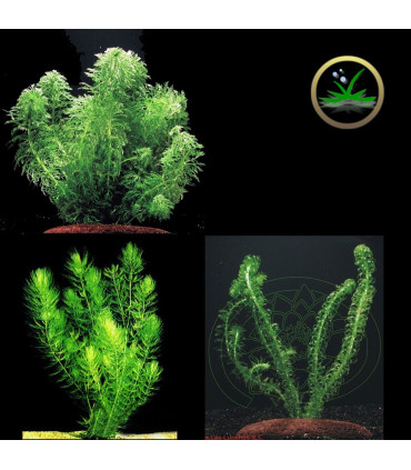 Kit Plantas de acuario - ciclado