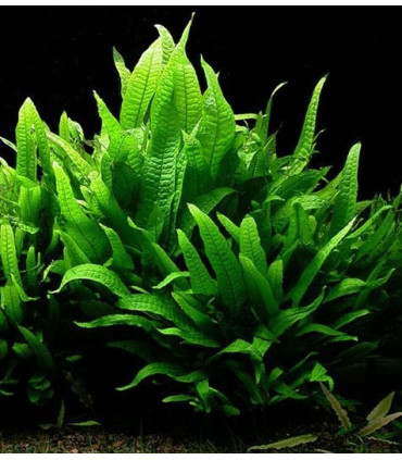 Microsorum Pteropus | Plantas de acuario| Acuario Plantado