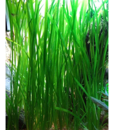 Plantas de acuario Vallisneria "gigantea"