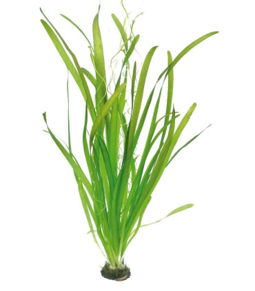 Plantas de acuario Vallisneria "gigantea"