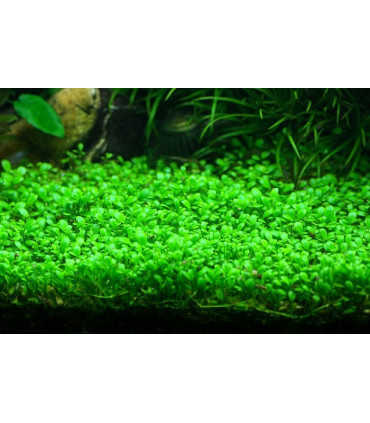 Plantas de acuario Glossostigma elatinoides