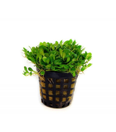 Plantas de acuario Glossostigma elatinoides