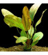 Plantas de acuario Echinodorus Ozelot red
