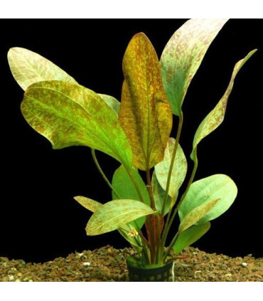 Plantas de acuario Echinodorus Ozelot red