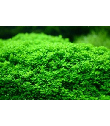 Plantas de acuario Hemiantus Callitrichoides