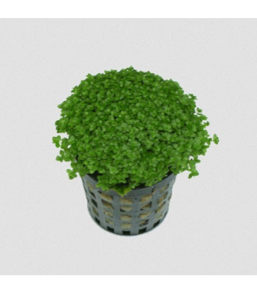 Plantas de acuario Hemiantus Callitrichoides