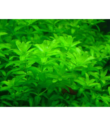 Plantas de acuario Hemiantus Micranthemoides