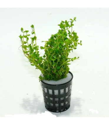 Plantas de acuario Hemiantus Micranthemoides