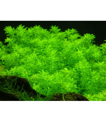 Plantas de acuario Hemiantus Micranthemoides