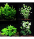 Kit Plantas de acuario - principiantes