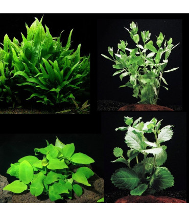 Kit Plantas de acuario - principiantes
