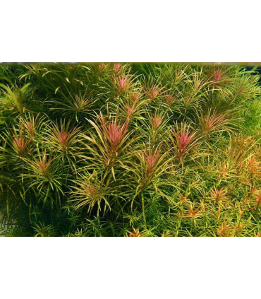 Plantas de acuario Eusteralis Stellata