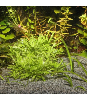 Sustrato JBL Sansibar grey 5kg