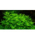Plantas de acuario Pogostemon Helferi