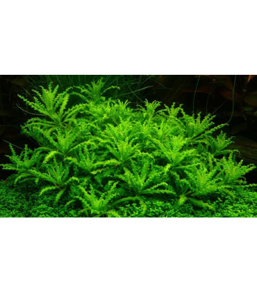 Plantas de acuario Pogostemon Helferi