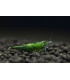 Gambas de acuario green