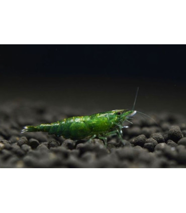Gambas de acuario green