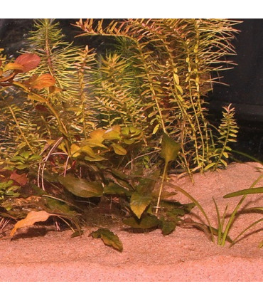 Sustrato JBL Sansibar red 5kg