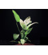 Plantas de acuario Echinodorus Ozelot Green