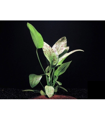 Plantas de acuario Echinodorus Ozelot Green