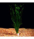 Plantas de acuario Vallisneria spiralis