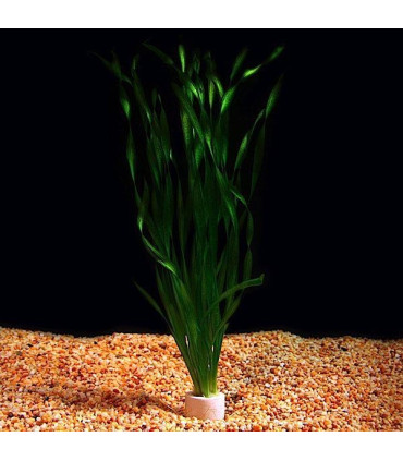 Plantas de acuario Vallisneria spiralis