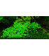 Hydrocotyle Tripartita | Plantas de acuario| Acuario Plantado