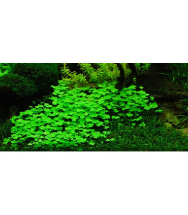 Hydrocotyle Tripartita | Plantas de acuario| Acuario Plantado