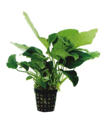 Anubia Barteri | Plantas de acuario| Acuario Plantado