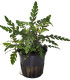 Hygrophila Pinnatifida | Plantas de acuario| Acuario Plantado