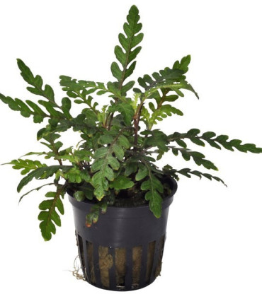 Hygrophila Pinnatifida | Plantas de acuario| Acuario Plantado