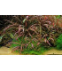 Hygrophila Pinnatifida | Plantas de acuario| Acuario Plantado