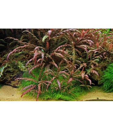 Hygrophila Pinnatifida | Plantas de acuario| Acuario Plantado