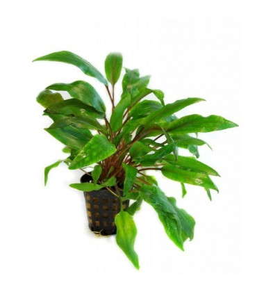 Cryptocoryne undulata | Plantas de acuario| Acuario Plantado