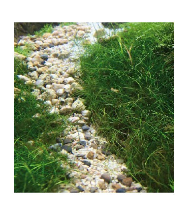 GRava ADA Aqua gravel 2kg