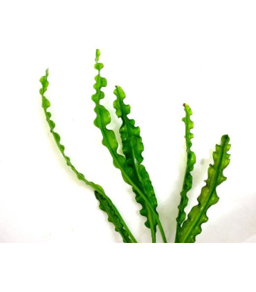 Plantas de acuario Aponogeton longiplumulosus