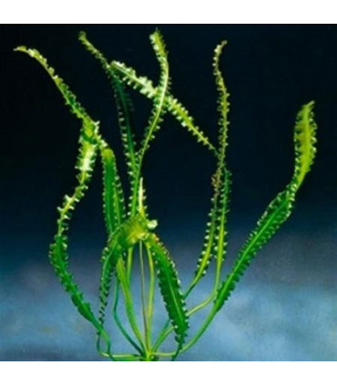 Plantas de acuario Aponogeton longiplumulosus