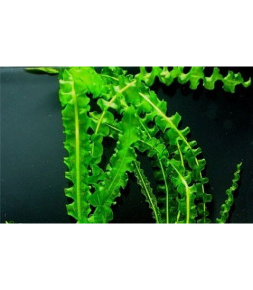 Plantas de acuario Aponogeton longiplumulosus