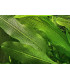 Plantas de acuario Aponogeton madegascariensis