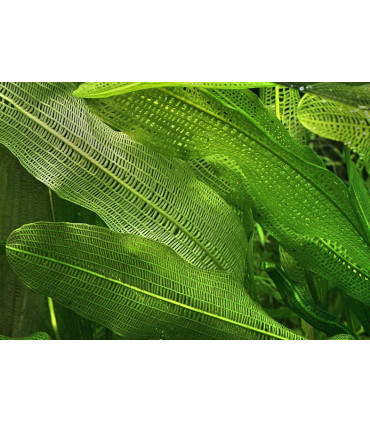 Plantas de acuario Aponogeton madegascariensis