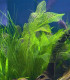 Plantas de acuario Aponogeton madegascariensis