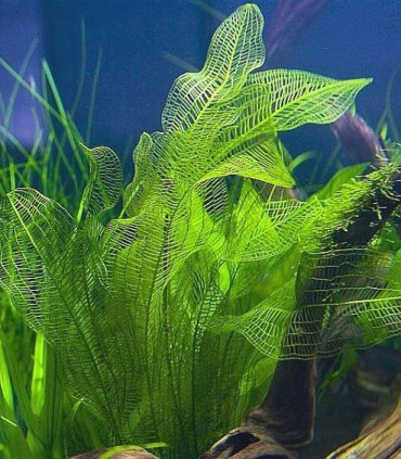 Plantas de acuario Aponogeton madegascariensis