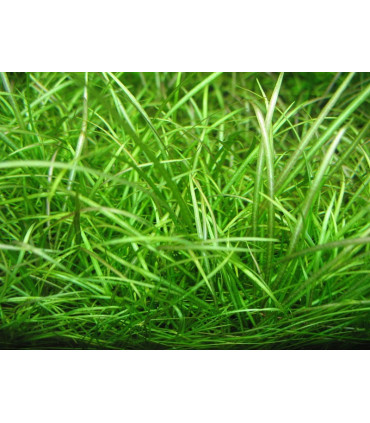 Plantas de acuario Echinodorus tenellus