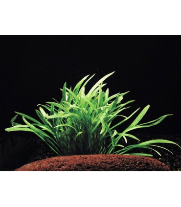 Plantas de acuario Echinodorus tenellus