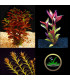 Kit Plantas de acuario - rojas