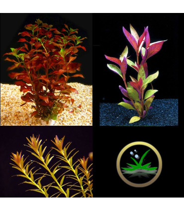 Kit Plantas de acuario - rojas