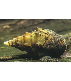 Caracol Pagoda