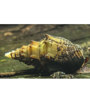 Caracoles acuario pagoda