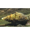 Caracol Pagoda