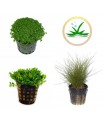 Kit Plantas Tapizantes